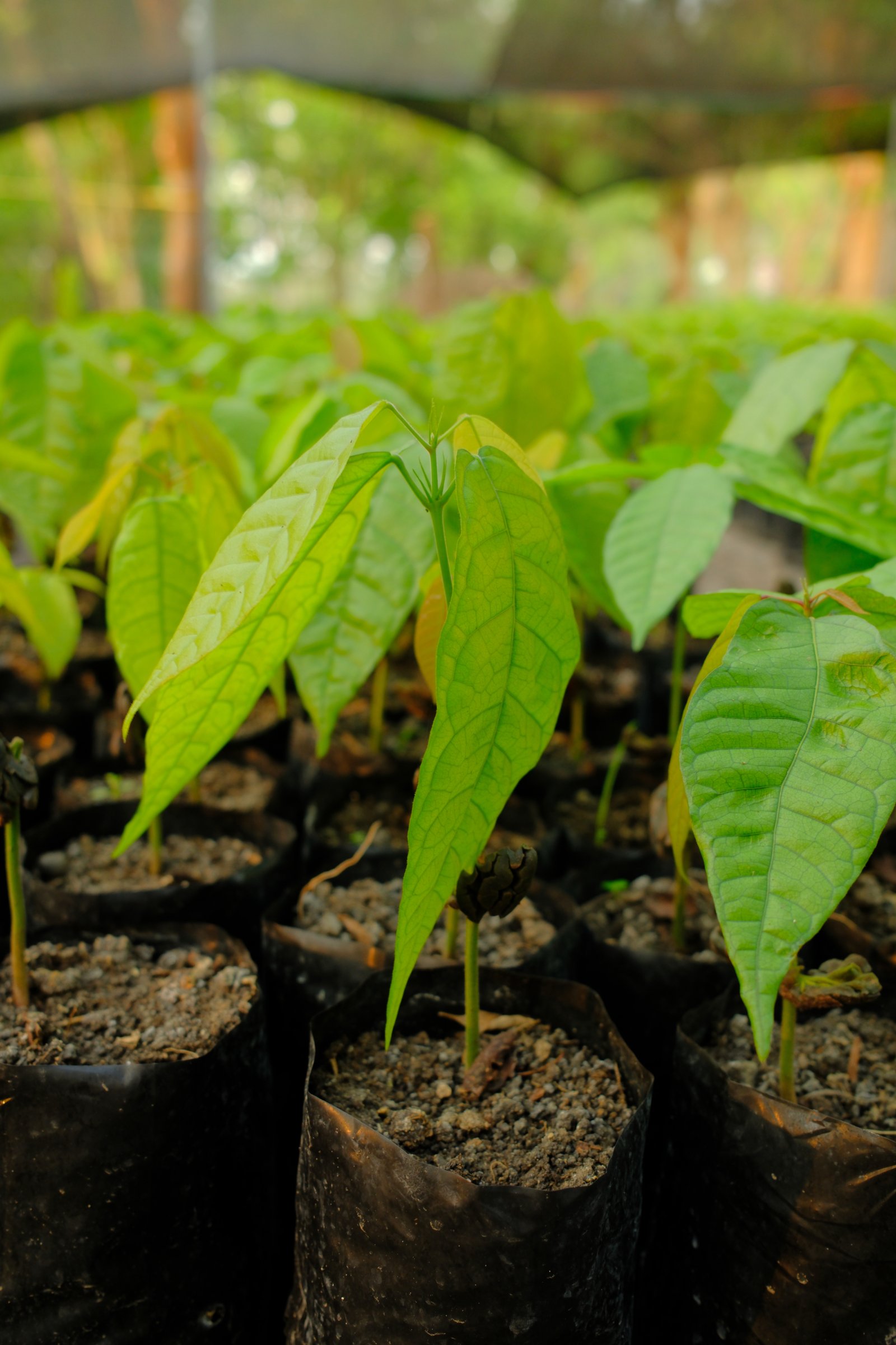 Bandejas de germinación