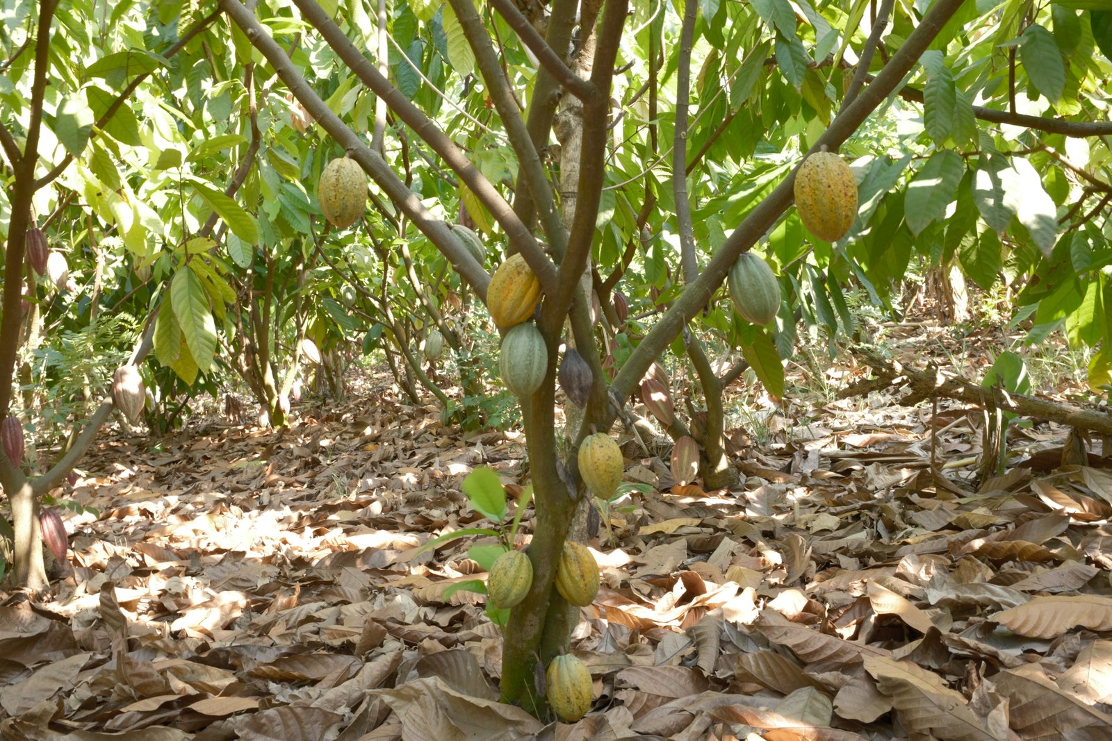 Del árbol a la barra
