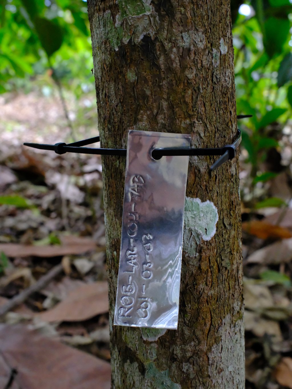 Súper árbol de cacao etiquetado