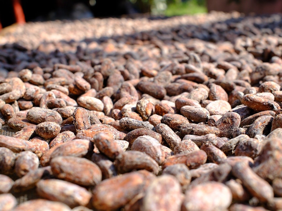 Estudio Cacao