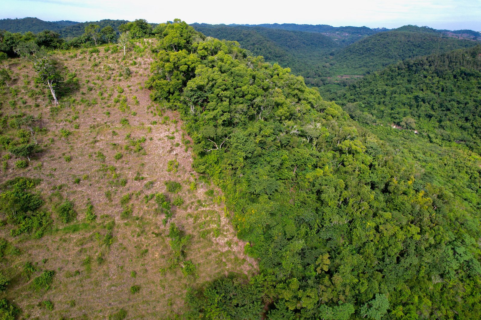 Frontera agrícola vs Selva