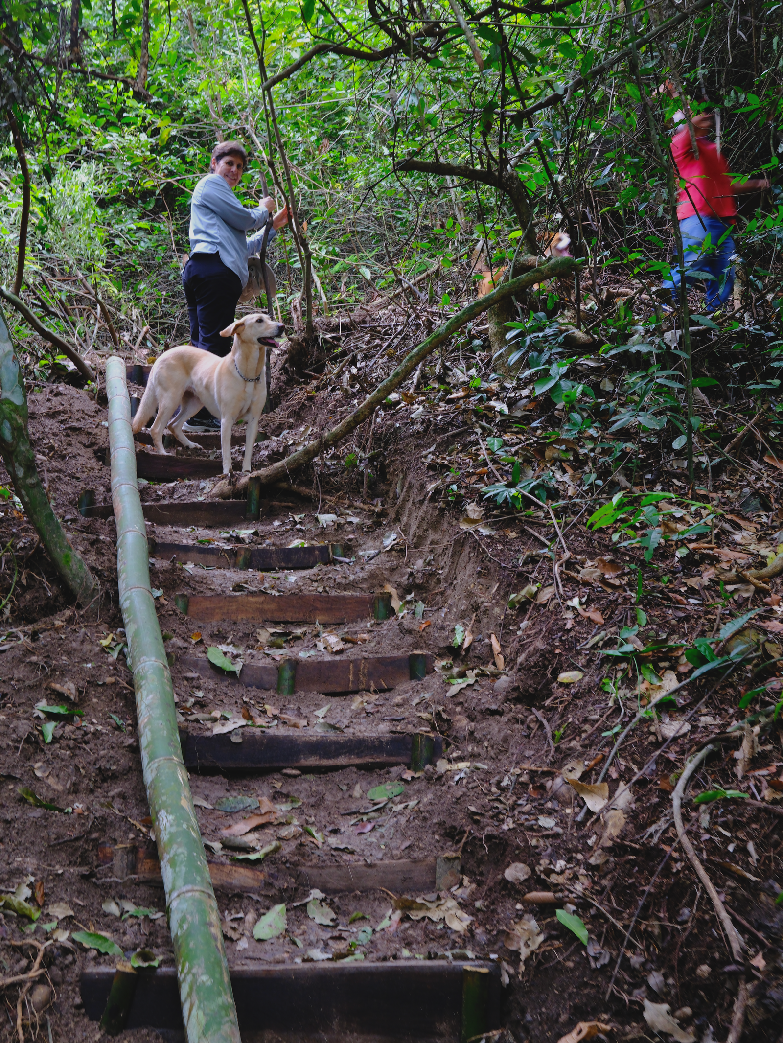 Escalones de bambú y chijol construidos sobre la ladera del sendero