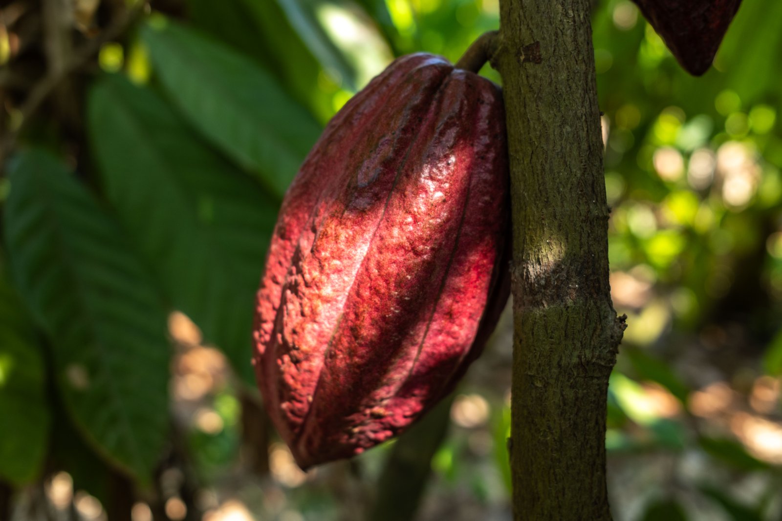 Cacao
