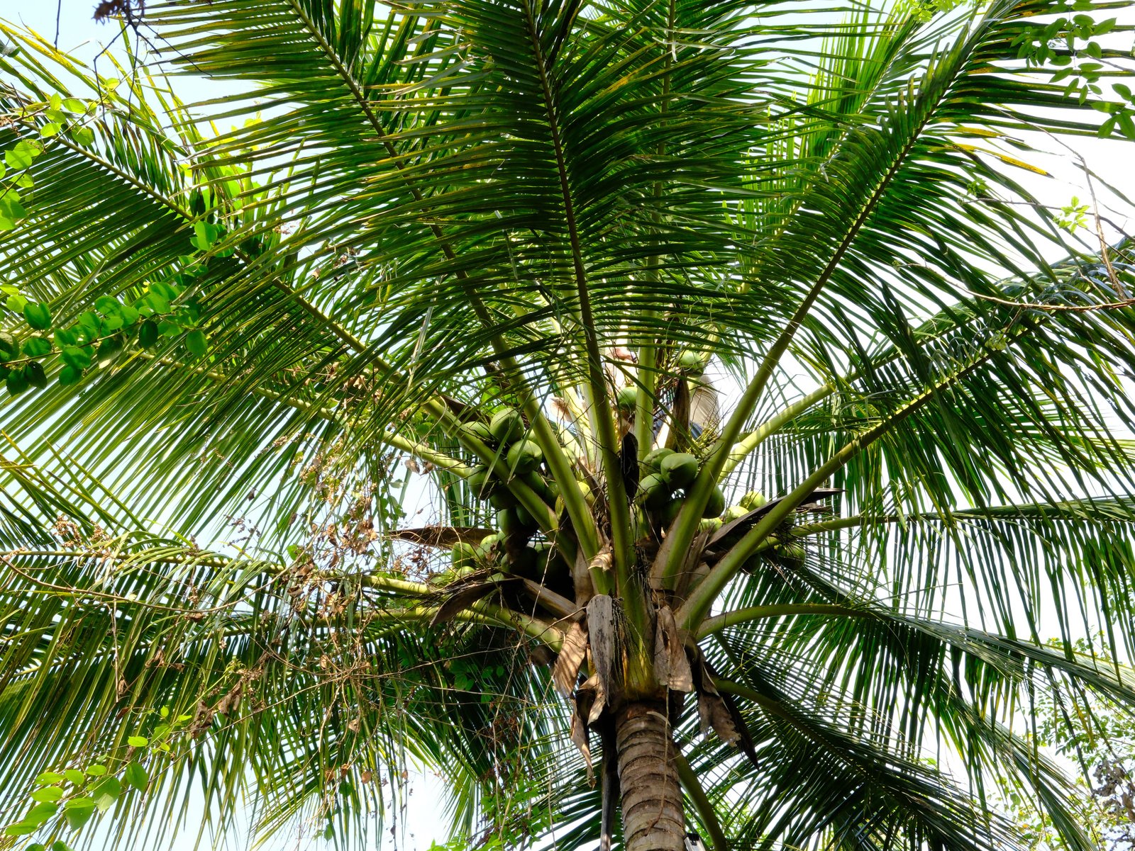Vegetación Nativa el Papán