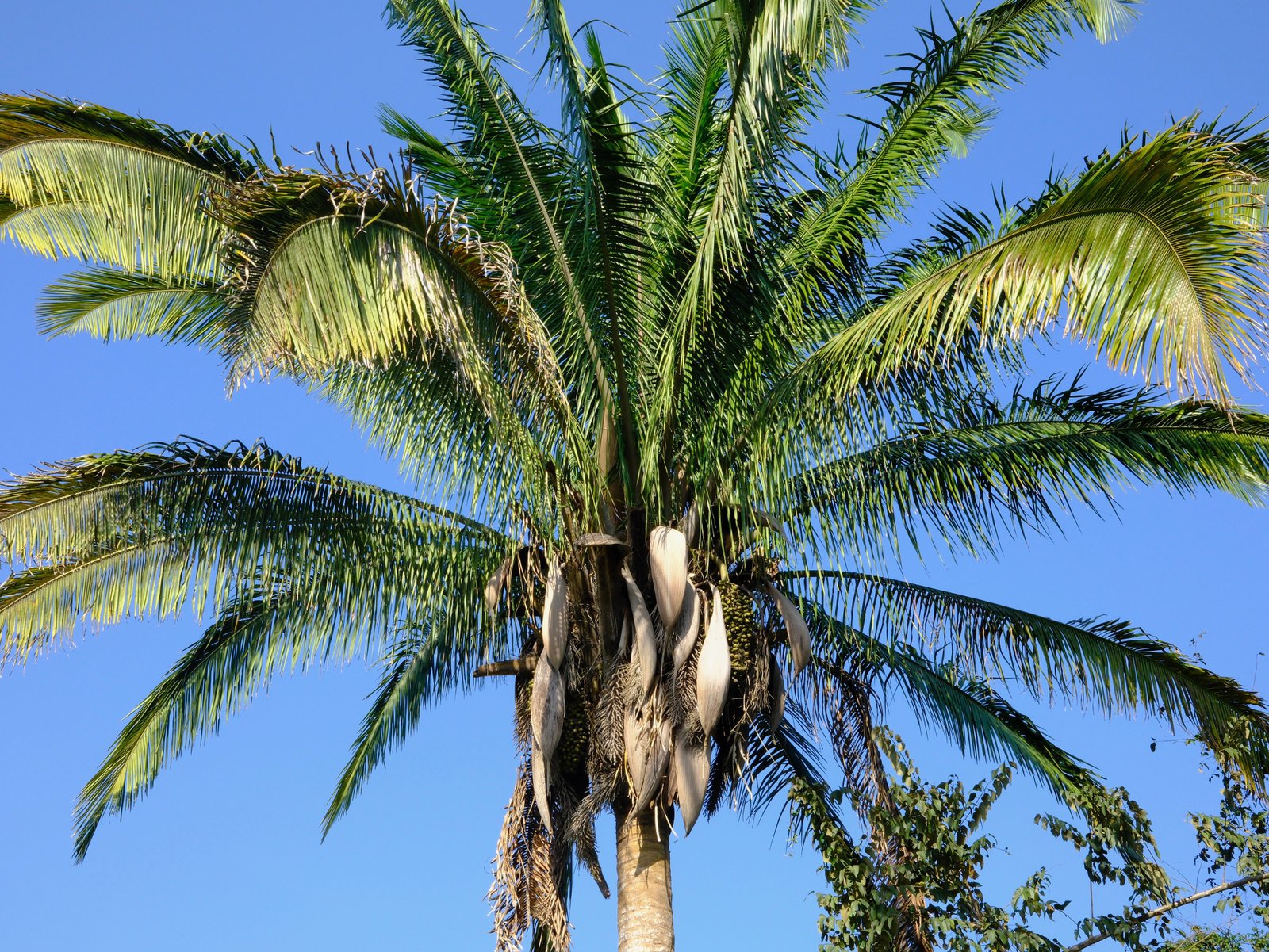 Naturaleza El Papán