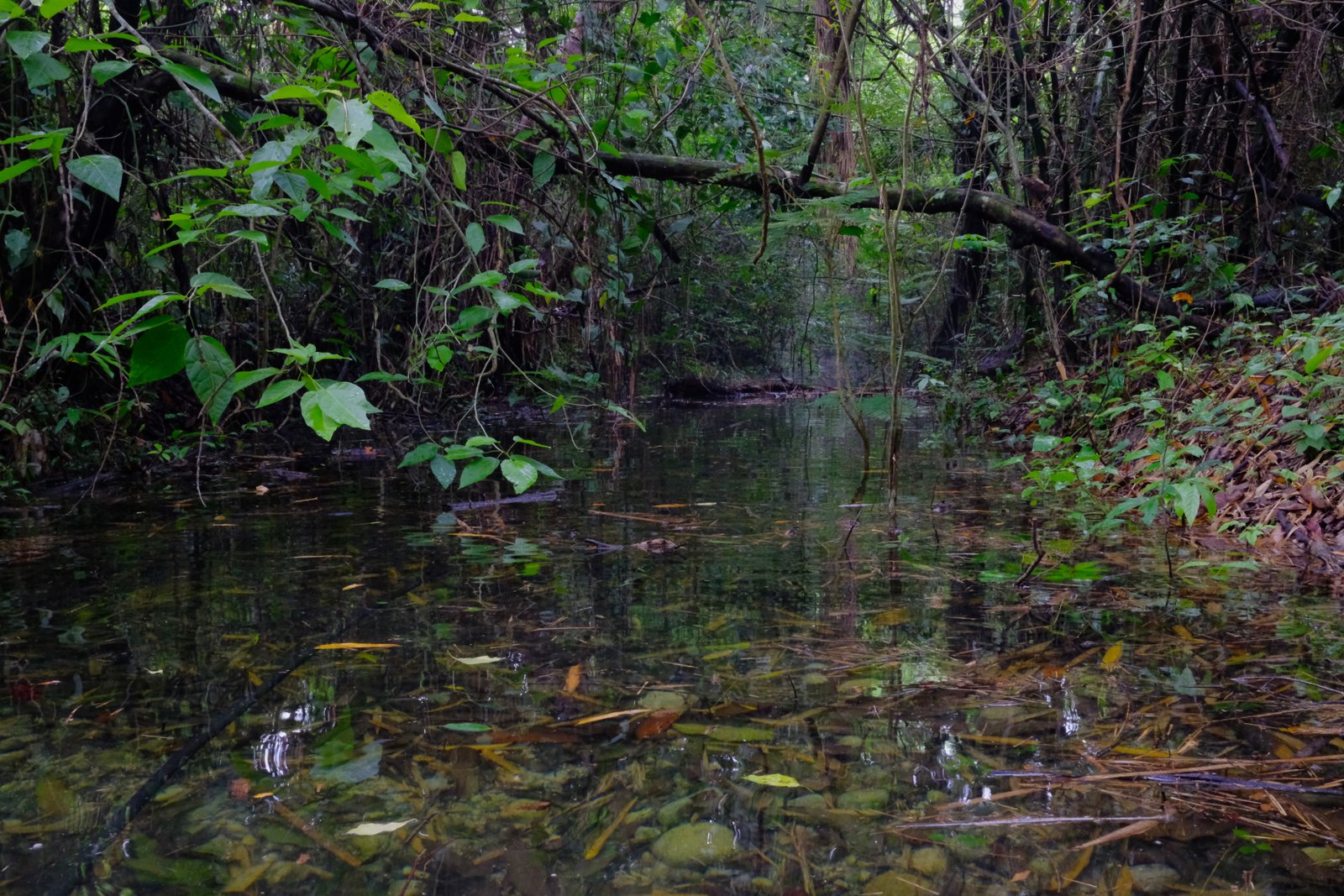 Río y Captación de Agua
